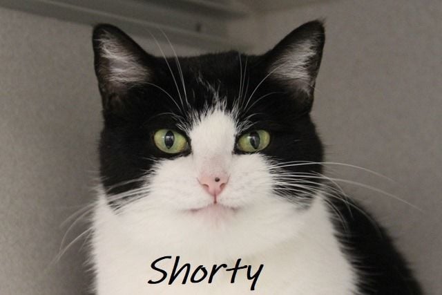 Adopt a friend: Shorty
